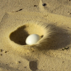 Deep Impact II